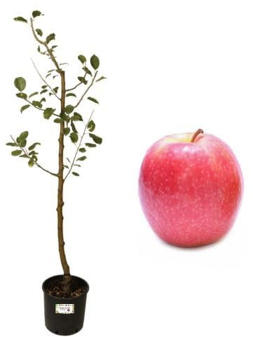 P. Piantine da Orto | Melo Antico Gava, Pianta in Vaso Diametro 22 cm, Pianta da Frutto in Vaso, Pianta Vera da Esterno, Giardino o Vaso in Terrazza, Vivaio Italiano