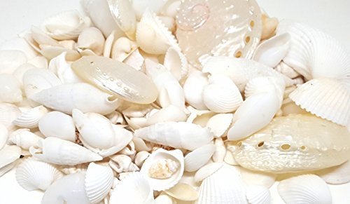 100g White Beach Mixed Seashells, Wedding Small Sea Shells, Shells for Craft and Display