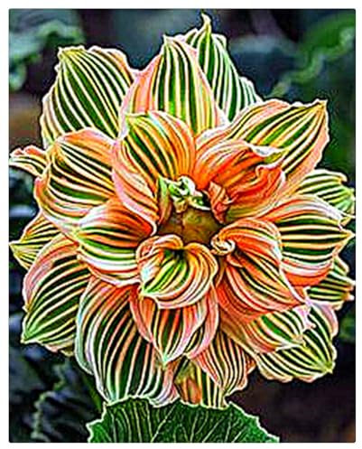 Dahlien Zwiebeln,Winterhart Mix Dahlienknollen,Dahlien Knollen Winterhart,Dahlien Knollen GroßBlumig,Dahlien Zwiebeln Winterhart,Winterhart MehrjäHrig-2knollen-b