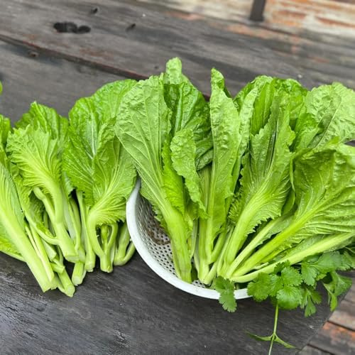 semillas de mostaza para, para bancales elevados de mostaza de tradicionales de jardín perennes resistentes 100pcs