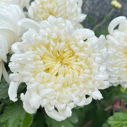 Chrysanthemen - zimmerpflanzen deko exotische blumenwiese blumensamen gastgeschenk garten gartendeko für draußen 40Samen