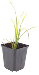 Hemerocallis Stella de Oro para Jardín, Amarillo, Pack de 24, 10-25cm