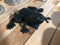 Dekoration Frosch Schwarz Black Guss Eisen 30 x20 cm