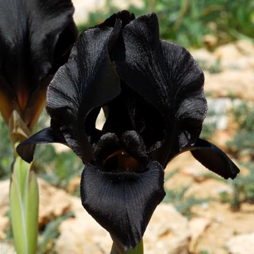 iris Bulbos de perennes y resistentes al invierno iris de interior decoración jardín del balcón bonsái interior balcón camas elevadas 7pcs