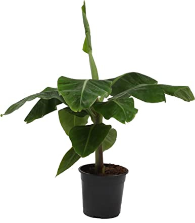 Planta Natural Musa Tropicana Bananera para Casa, Terraza y Jardín