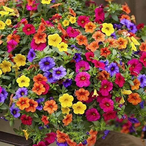 PERZOE 100 Stück hängende gemischte Petuniensamen, Blumenpflanze, Hausgarten, Balkon, Bonsai-Dekor Petunien-Samen