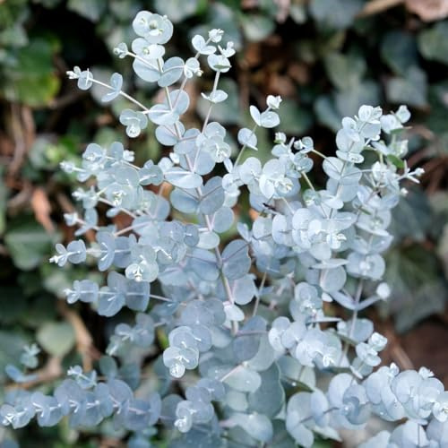 Eucalipto azura Eucalyptus gunnii Azura pianta in vaso ø19 cm h 100/130 cm FOTO REALI Vivaio di Castelletto