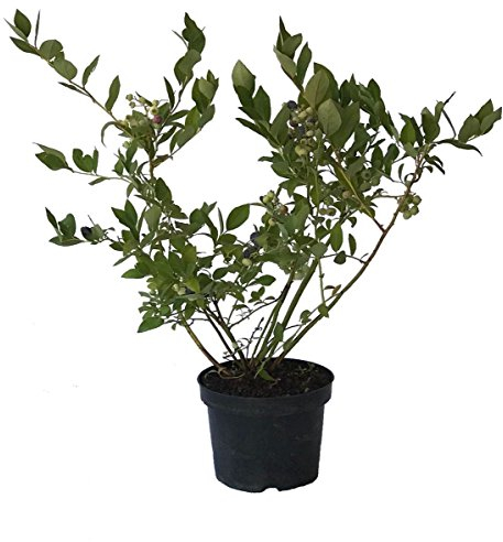 Heidelbeere Reka Vaccinium corymbosum Blaubeere Kulturheidelbeere 40-60 cm groß im 3-5 Liter Topf