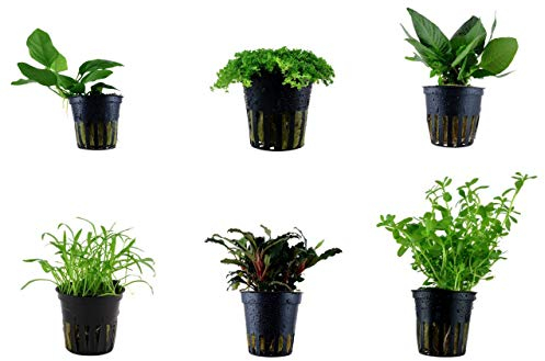 Tropica Vordergrund Set mit 6 Topf Pflanzen Aquariumpflanzenset Nr.19 Wasserpflanzen Aquarium Aquariumpflanzen