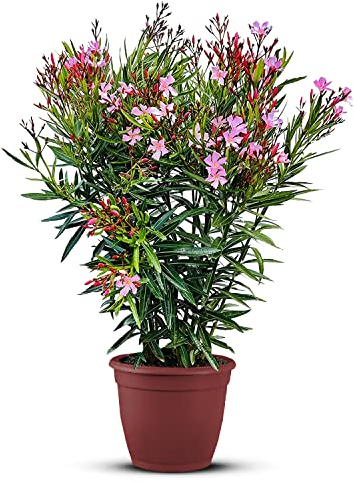 Tropictrees Nerium Oleander Pflanzen Winterhart mit Rosa Blüten, 80–100 cm Höhe, Winterharte Pflanzen für Garten, hitze- und trockenheitsresistenter Strauch