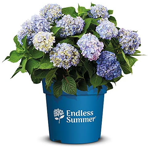 Endless Summer Hortensie 'The Original', blau, Bauernhortensie, Hydrangea, Blume, winterhart, Pflanze für Garten, Terrasse, Balkon oder Kübel
