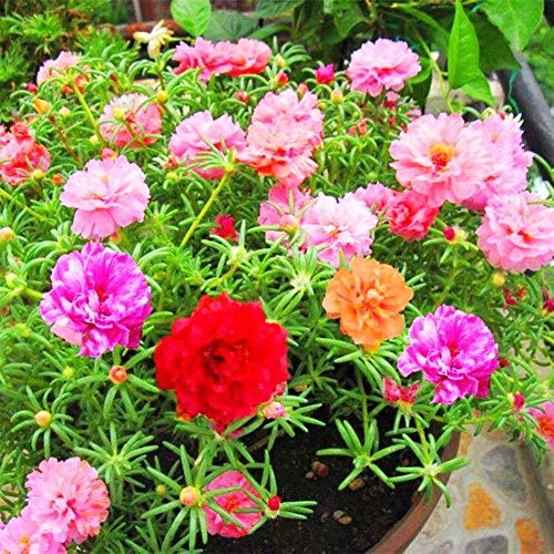 Mousse Rose couleur mélangée graines de fleurs 100 + ornementales Portulaca Grandiflora fleurs graines bonsaï graines pour bonsaï maison jardin balcon plantation