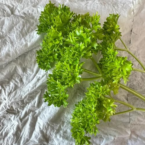 semillas de perejil orgánico, tradicionales de perejil perenne de jardín de cobertura del suelo cocina de jardín 500pcs