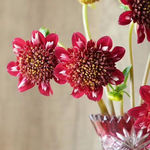 8 pcs dahlien knollen winterhart mehrjährig, dahlien zwiebeln, gartendeko für draußen dahlia dahlie pflanze blumen geschenk exotische pflanzen winterhart blumenzwiebeln frühblüher