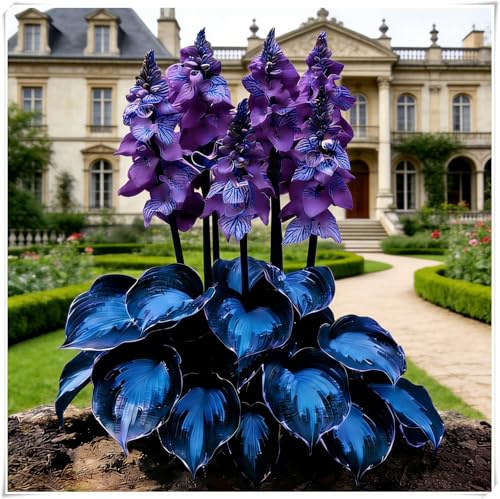 Hosta Mélange de rhizomes vivaces rustiques,Rizoma di Hosta,Caucun arrosage nécessaire,Onvient pour le printemps et l'automne, professionnelle-4 Rizoma-G