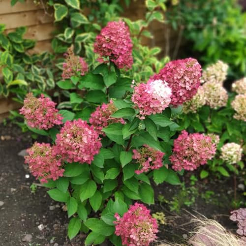 hortensia panícula - jardín de balcón de jardín que prefieren la sombra, 2Plantas