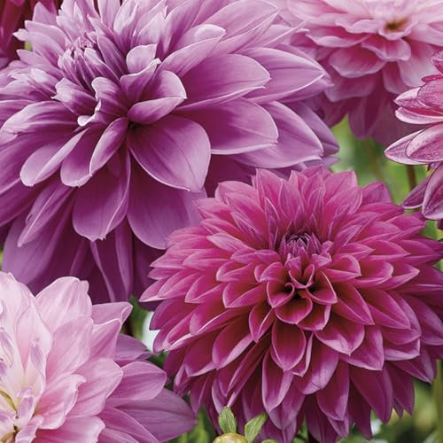 Bloomique - Mélange de 3 - Dahlia Purple Mix - Purple Mix - Bulbes à fleurs - Vivace - Floraison d'été et Floraison d'automne - Pousse jusqu'à 90-100 cm