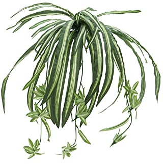 EUROPALMS Grünlilie, künstlich, 60cm | Extrem realistisch wirkende Pflanze, fällt von selbst in Form