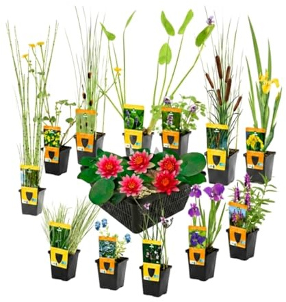 vdvelde.com - Plantas de estanque 13 uds, nenúfar enano Nymphaea Rubra | Jardín acuático florido desde el inicio, con oxigenantes y cestas, resiste el frío, siembra 1-10 cm