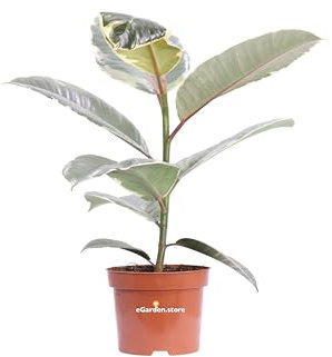 Pianta di Ficus Elastica Tineke pianta da interno pianta da appartamento pianta ornamentale di Ficus Elastica pianta vera di Ficus Elastica Tineke venduta da eGarden.store (Vaso 12 cm)