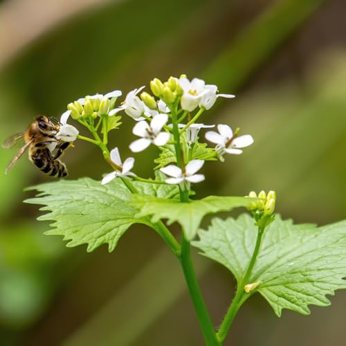mostaza con ajo - jardín raras invernaderos resistentes 50semillas