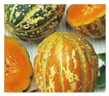 Pcs - 4x Melon Orange Ananas - Fruits Auto Féconde Jardin Plantes Graines KS87 - Seeds & Plants Shop by Ipsa