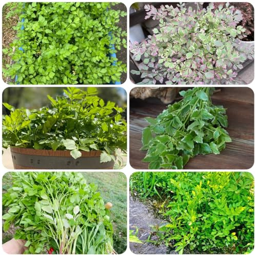 semi di crescione - crescione giardino di aromatiche tappezzanti verdi da giardino aromatiche Coltivare invernali semi per 300semi