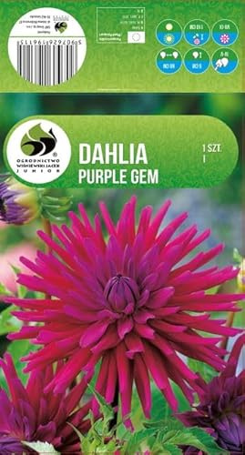 AGRONOM | DALIAS - PURPLE GEM | Bulbos de flores perennes | Flores violetas | Cultivadas en jardines de flores, macetas y céspedes floridos | 1 bulbo