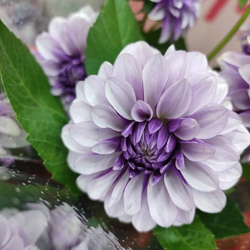 1 pcs dahlien knollen kaufen - dahlien zwiebeln - steingartenpflanzen winterhart, ostern geschenke Dahlia Dahlie zwiebel blumenzwiebeln mehrjährig winterhart, blumen geschenk blumen