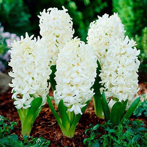 4 x Hyacinth Carnegie – Spring Flowering Bulbs - Fragrant Clear White Flowers – Breathtaking Bell-Shaped Blooms – Perennial – Early to Mid-Spring Flowering – for Your Beautiful Garden