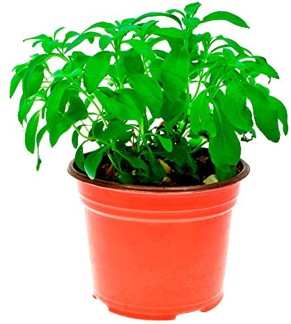 Planta de Estevia Viva en Maceta Natural - Planta de Exterior