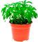 Planta de Estevia Viva en Maceta Natural - Planta de Exterior