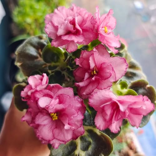 400 pcs usambaraveilchen samen - Saintpaulia ionantha - geschenke garten, pflanzensamen exotisch blumen für balkon, bio saatgut schnittblumen samen, zimmerpflanzen samen wildblumensamen,