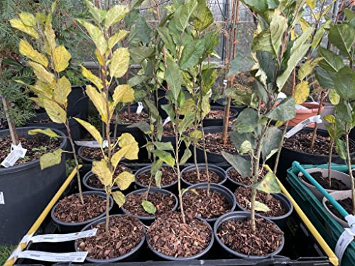 British Native Crab Apple 60/80cm (2L) - Malus sylvestris - Potted Tree