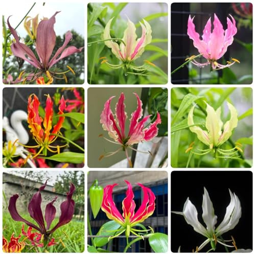 6Bulbos de lirio fuego perennes, resistentes gloriosa superba, raras, decoraciones perennes, trepadora