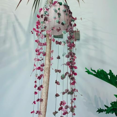 200 pcs Ceropegia woodii variegata samen seed winterharte stauden mehrjährig Leuchterblume Pflanze pflanzenkübel mini garten kräutergarten balkon deko blumenwiese samen mehrjährig winterhart