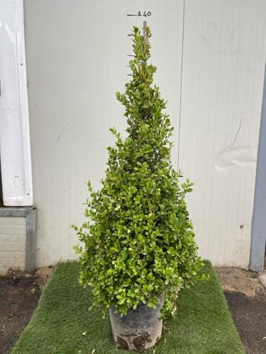 Vivaio Garden Forest Buxus Sempervirens Arborescens Piramide H 110 cm – Bosso Sempreverde da Siepe e Topiaria, Pianta Ornamentale Rustica