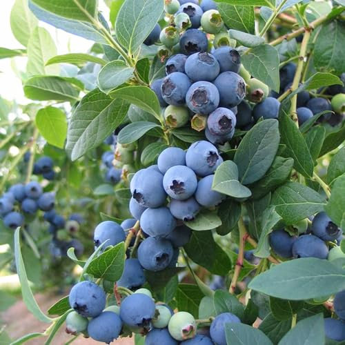 Carbeth Plants - Blueberry Bush 'Bluecrop' Plant in 1.5L Pot - Heavy Cropping Vaccinium - Tasty Fruit