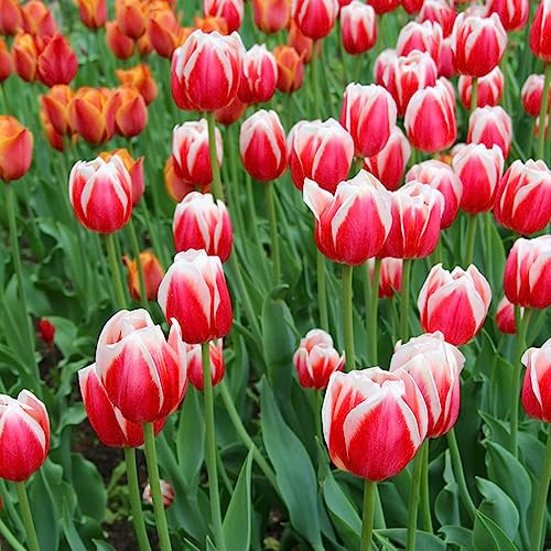 Bulbi di tulipano perenni resistenti, balcone esterno giardino 5pcs
