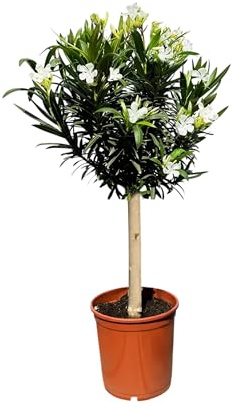 Sunny Tree - Pianta - Oleandro sul tronco - Nerium oleandro - Altezza 90-100 cm - Pianta per esterni - Pervinca in inverno - Pianta mediterranea