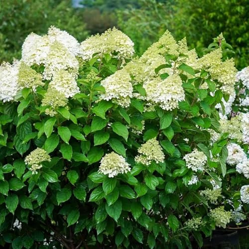 semi di ortensia a pannocchia, da appartamento esotiche da giardino interno letto rialzato raro giardino roccioso resistenti in vaso rampicanti tappezzanti 80pcs