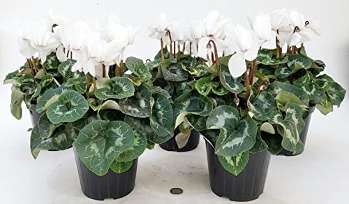 POWERS TO FLOWERS - CICLAMINO A FIORE GRANDE BIANCO, CICLAMINO DA BALCONE, 5 PIANTE, VASO 14CM Diametro, piante vere