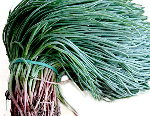 SEMI DI AGRETTO agretti o Roscano o BARBA DEL FRATE circa 30 semi gr 10 (salsola soda)
