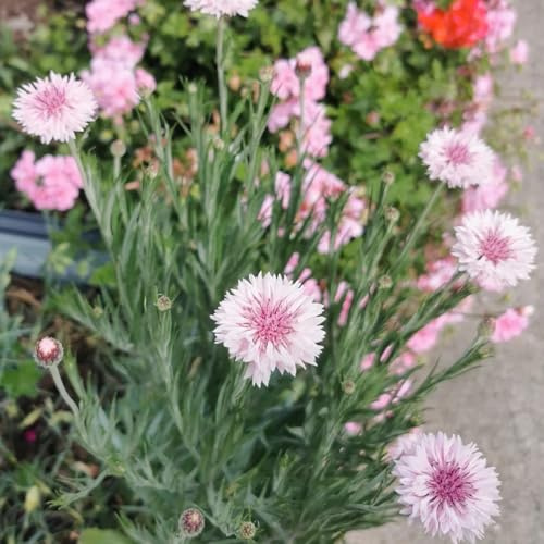 Semi di fiordaliso, perenni, resistenti giardino varietà tradizionali 550pcs