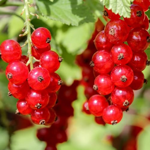 YouGarden Redcurrant 'Jonkheer Van Tets', Established Plant in 9cm Pot, Early-Ripening, Heavy Cropping, Ready to Plant