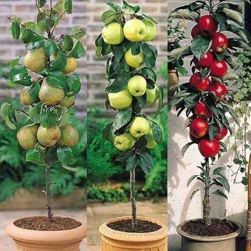Frutal Manzana de Raíz Desnuda -Duradero, Robusto, Vigoroso, Resistente, Versátil, Adaptable-4 rizoma