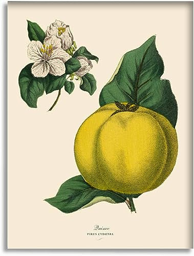 Bathroom Wall Art Decor Bathroom Pictures for Wall Artwork Quince Fruit Tree Victorian Botanical Framed Canvas Wall Art for Bedroom Dining Room Farmhouse 16x20