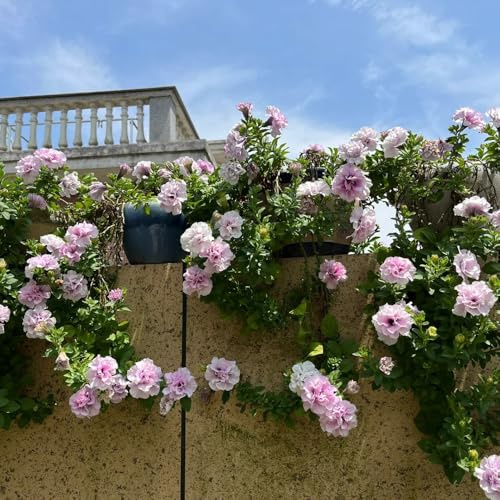 semillas de petunia, con, exóticas invernadero interior en variedades orgánicas tradicionales jardín rocas jardín 400pcs