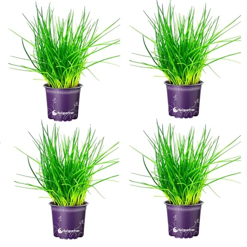 Schnittlauch Pflanze, Allium schoeneprasum Kräuter Pflanze 4stk.