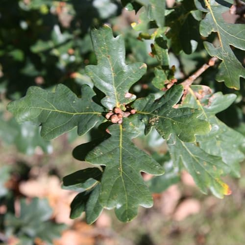 Plant Theory 1.2m - 1.5m Common Oak Tree Quercus Robur 9L Pot